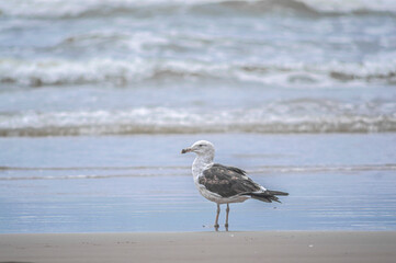 This image shows a seabird perched on the sandy shore, surrounded by the textures and colors of the beach. The photo captures the bird in a serene moment, offering a glimpse into the life of coastal 