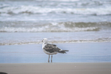 This image shows a seabird perched on the sandy shore, surrounded by the textures and colors of the beach. The photo captures the bird in a serene moment, offering a glimpse into the life of coastal 