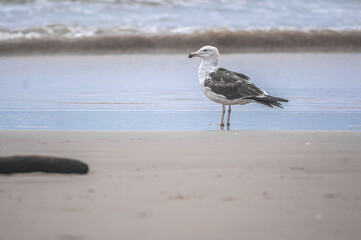 This image shows a seabird perched on the sandy shore, surrounded by the textures and colors of the beach. The photo captures the bird in a serene moment, offering a glimpse into the life of coastal 