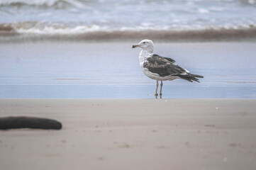 This image shows a seabird perched on the sandy shore, surrounded by the textures and colors of the beach. The photo captures the bird in a serene moment, offering a glimpse into the life of coastal 