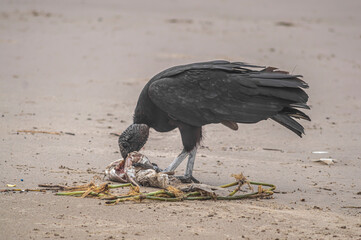 This image depicts black vultures (Coragyps atratus) scavenging on a dead fish carcass on a sandy beach, with sparkling ocean waves in the background. It highlights the cycle of life and scavengers' r