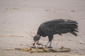 This image depicts black vultures (Coragyps atratus) scavenging on a dead fish carcass on a sandy beach, with sparkling ocean waves in the background. It highlights the cycle of life and scavengers' r