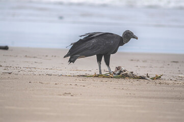 This image depicts black vultures (Coragyps atratus) scavenging on a dead fish carcass on a sandy beach, with sparkling ocean waves in the background. It highlights the cycle of life and scavengers' r