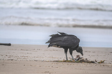 This image depicts black vultures (Coragyps atratus) scavenging on a dead fish carcass on a sandy...