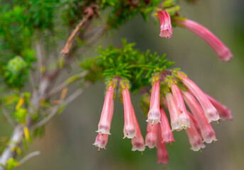 Pink heath (Erica versicolor), Garden Route Botanical Garden, George.