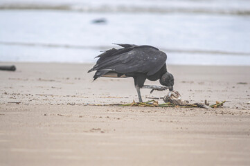This image depicts black vultures (Coragyps atratus) scavenging on a dead fish carcass on a sandy beach, with sparkling ocean waves in the background. It highlights the cycle of life and scavengers' r