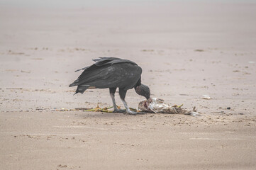 This image depicts black vultures (Coragyps atratus) scavenging on a dead fish carcass on a sandy beach, with sparkling ocean waves in the background. It highlights the cycle of life and scavengers' r