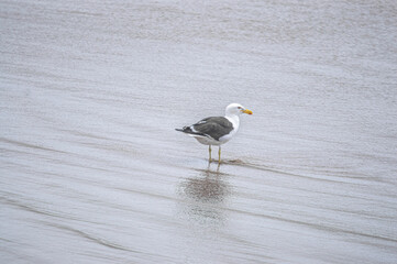 This image shows a seabird perched on the sandy shore, surrounded by the textures and colors of the beach. The photo captures the bird in a serene moment, offering a glimpse into the life of coastal 
