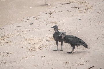 This image depicts a group of vultures (Coragyps atratus), also known as black vultures, scavenging on the carcass of a dead fish resting on the sandy beach. The scene is set against 