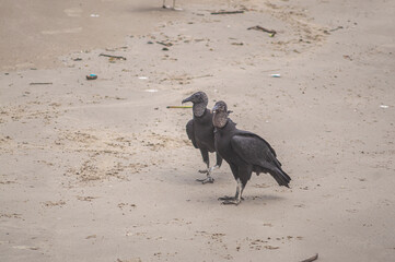 This image depicts black vultures (Coragyps atratus) scavenging on a dead fish carcass on a sandy beach, with sparkling ocean waves in the background. It highlights the cycle of life and scavengers' r