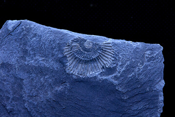 fossil on a stone, ammonite