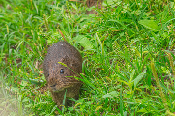 Image of a rodent in the wild, captured in detail while exploring the ground. The exact species is unknown, but it may be similar to some rodent specieareas of native vegetation