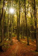 path in autumn forest
