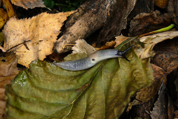 Naklejka premium slug Krynickillus melanocephalus on an autumn leaf in the forest