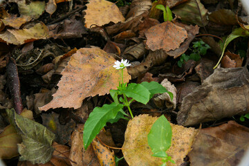 small white flower with green leaves among the fallen leaves in the autumn forest