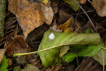 fallen autumn leaves with eggs of a pest butterfly in the forest