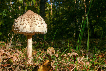 Macrolepiota procera mushroom in the dry grass of the autumn forest