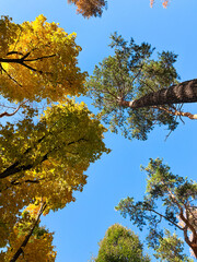 Beautiful autumn trees rise to the sky. Bottom view of tall trees with autumn foliage