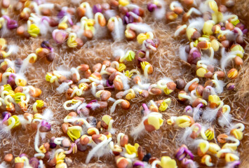 Growing microgreens. Diet and healthy eating. Sprouted seeds close up, selected focus