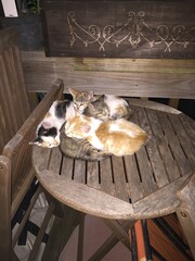 Pile of kittens on a table