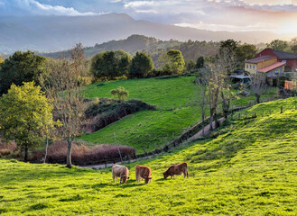 sunset scene of meadows and cows at Fresneu village, Cabranes muncipality, Asturias, Spain © IMAG3S