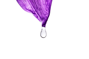 A drop of serum on a purple flower petal.