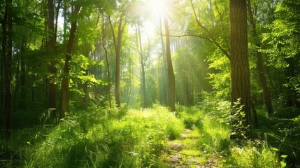 A tranquil forest glade with sunlight filtering through lush green foliage, Nature setting with forest tranquility, Serene style