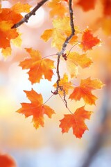 Fototapeta premium Vibrant Autumn Maple Leaves on a Branch