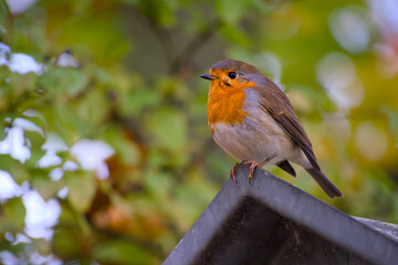 European robin on the autumn day close-up