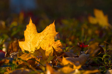 autumn maple leaf on the ground in the grass