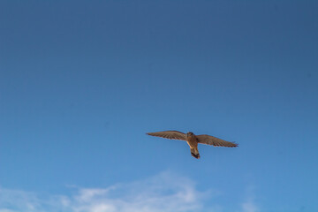 Sky Hunters: Common Kestrels Grace the Skies