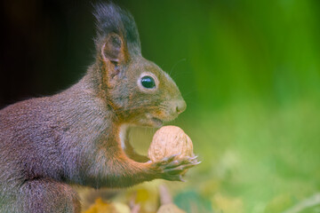 Eurasian red squirrel holding a walnut close-up