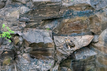 A Rock eagle owl perched on a ledge in a creek on the outskirts of Bhigwan, Maharastra