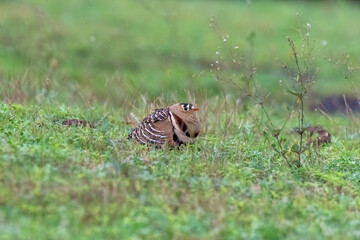 A Painted sandgrouse pair resting in the grassland on the outskirts of Bhigwan town in Maharastra