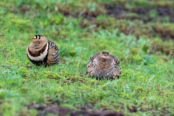 A Painted sandgrouse pair resting in the grassland on the outskirts of Bhigwan town in Maharastra