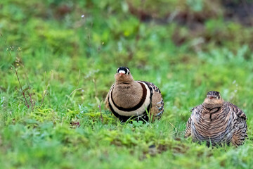 A Painted sandgrouse pair resting in the grassland on the outskirts of Bhigwan town in Maharastra