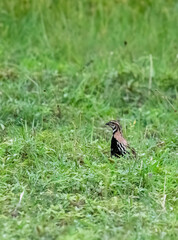 A rain quail singing  and feeding in the grasslands of Bhigwan on the outskirts of Pune, Maharastra