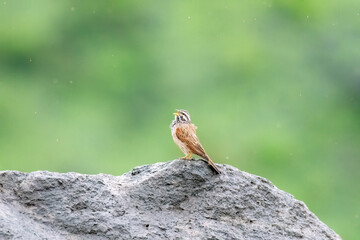 A striolated bunting calling loud during rains will sitting on a boulder on a hill on the outskirts of Pune town, Maharashtra 