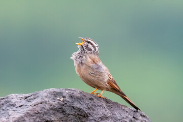 A striolated bunting calling loud during rains will sitting on a boulder on a hill on the outskirts of Pune town, Maharashtra 