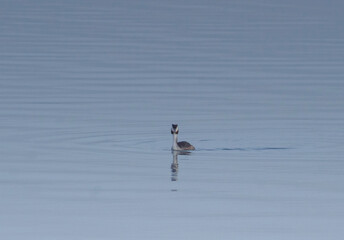 Aquatic Grace: Great Crested Grebes Glide on Water