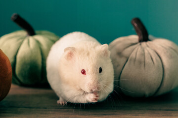 A syrian hamster grooming himself in from of plush pumpkins on a wooden surface