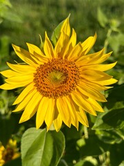 Vibrant Close-Up of a Sunflower in Full Bloom