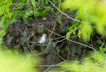 A white-bellied Minivet perched on a tree branch on the outskirts of pune city in Maharastra