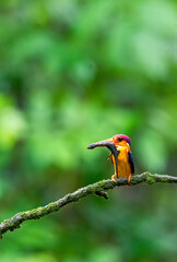 An Oriental dwarf kingfisher perched on top of a tree branch in the deep jungles on the outskirts of Panvel, Maharastra on a rainy monsoon day