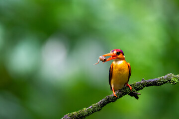 An Oriental dwarf kingfisher perched on top of a tree branch in the deep jungles on the outskirts of Panvel, Maharastra on a rainy monsoon day