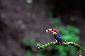 An Oriental dwarf kingfisher perched on top of a tree branch in the deep jungles on the outskirts...
