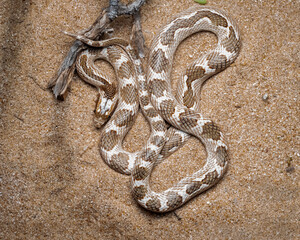 Lytorhynchus diadema - Crowned leaf-nosed snake