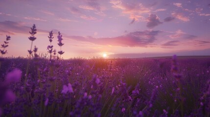 A tranquil lavender field in full bloom under a purple sunset sky, Rural setting with aromatic beauty, Romantic style