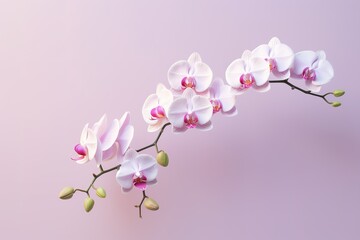 pink cherry blossom on white