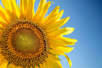 Naklejka premium A stunning sunflower stands tall against a blue sky, its golden petals opening wide to the sun, revealing a detailed center filled with seeds and intricate patterns